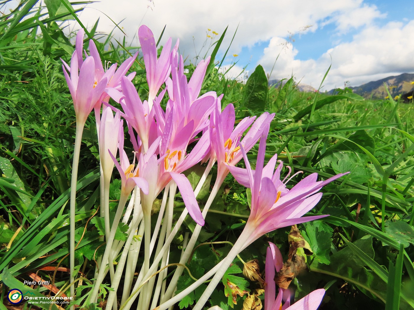 65 Colchicum autumnale (Colchico d'autunno).JPG